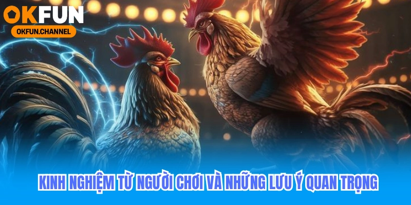 Đá Gà Okfun - Trực Tiếp Đá Gà Tại Campuchia 2025 6 Kinh nghiệm từ người chơi và những lưu ý quan trọng