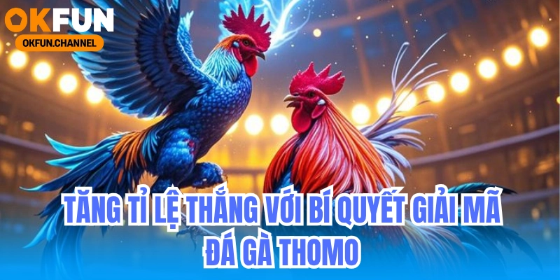 Đá Gà Thomo OKFUN - Live Đá Gà Cựa Sắt Trực Tiếp 24/7 7 Tăng tỉ lệ thắng với bí quyết giải mã kèo đá gà Thomo