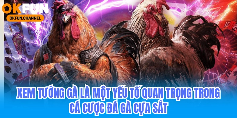 Người chơi đá gà cựa sắt online đừng bỏ lỡ tuyệt chiêu này! 3 Xem tướng gà là một yếu tố hết sức quan trọng trong đá gà cựa sắt online